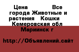 Zolton › Цена ­ 30 000 - Все города Животные и растения » Кошки   . Кемеровская обл.,Мариинск г.